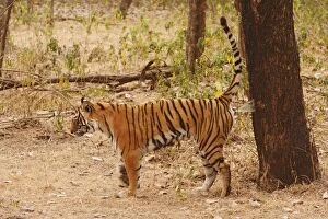 Images Dated 10th March 2008: Royal Bengal Tiger spray-marking the territory, Ranthambhor National Park, India