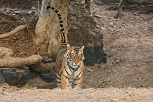 Marking Prints: Royal Bengal Tiger spray-marking on the tree, Ranthambhor National Park, India