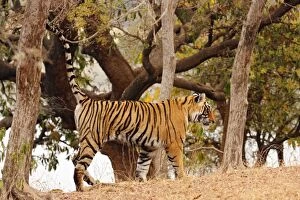 Images Dated 13th March 2008: Royal Bengal Tiger - spray-marking tree Ranthambhor National Park, India
