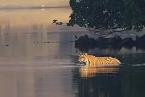 Big Cat Prints: Royal Bengal Tiger swiming in the lake Rajbagh, Ranthambhor National Park, India