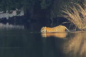 Bagh Prints: Royal Bengal Tiger swiming in the lake Rajbagh, Ranthambhor National Park, India