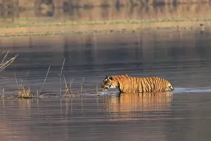 Royal Bengal Tiger swiming in the water, Ranthambhor National Park, India