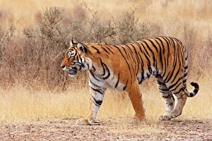 Walking Gallery: Royal Bengal Tiger walking around dry grassland
