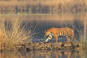 Royal Bengal Tiger walking along the path, Ranthambhor National Park, India