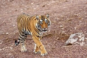 Images Dated 13th March 2008: Royal Bengal Tiger - walking Ranthambhor National Park, India