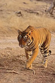 Tigris Prints: Royal Bengal Tiger walking, Ranthambhor National Park, India