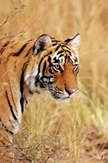 Watching Prints: Royal Bengal Tiger watching from the grassland, Ranthambhor National Park, India