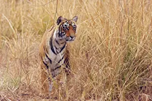 Royal Bengal Tiger watching from the grassland, Ranthambhor National Park, India