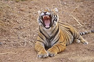 Royal Bengal Tiger yawning