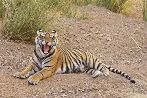 Yawn Prints: Royal Bengal Tiger yawning, Ranthambhor National Park, India
