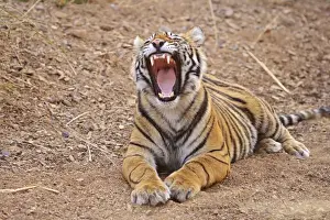 Royal Bengal Tiger yawning, Ranthambhor National Park, India