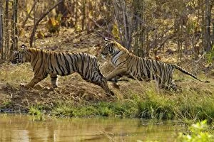 Royal Bengal Tiger - two young tigers playing together