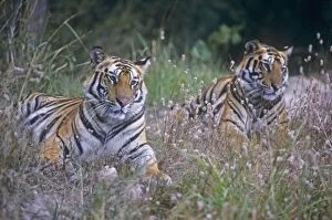 Images Dated 9th January 2007: Royal Bengal Tigers lying down with wild flowers, Bandhavgarh National Park, India