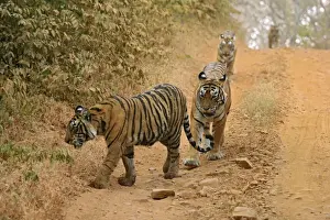 Bagh Prints: Royal Bengal Tigers moving along the path Ranthambhor National Park, India