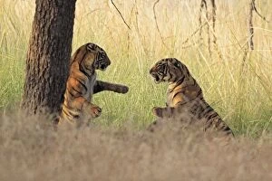 Royal Bengal Tigers play-fighting
