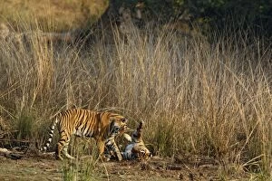 Royal Bengal Tigers playing