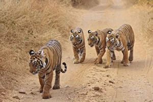 Images Dated 11th March 2011: Royal Bengal Tigers on the track, Ranthambhor