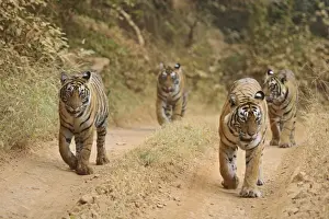 Bagh Prints: Royal Bengal Tigers on the track, Ranthambhor National Park, India
