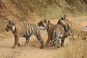 Royal Bengal Tigers on the track, Ranthambhor National Park, India