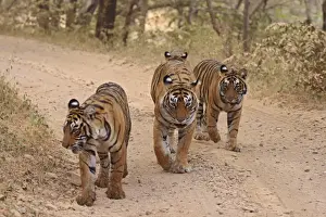 Royal Bengal Tigers on the track, Ranthambhor National Park, India