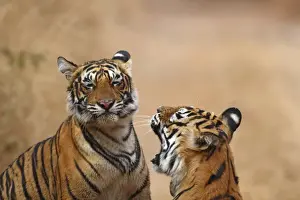 Bagh Prints: Royal Bengal Tigress warding off the cub, Ranthambhor National Park, India