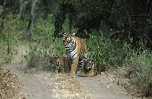 Tigress Prints: Royal Bengal Tigress with young ones, Ranthambhor National Park, India
