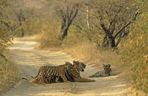 Images Dated 9th January 2007: Royal Bengal Tigress and young ones, on dusty track Ranthambhor National Park, India