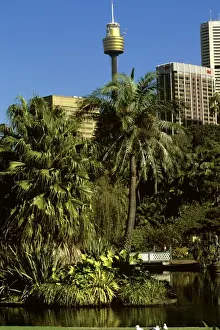 Royal Botanic Gardens central ponds with city and Centrepoint Tower beyond, Sydney, New South Wales, Australia JPF50211