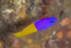 Angels Gallery: Royal Dottyback