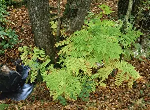 Royal Fern In Dartmoor, UK
