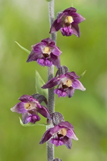 Images Dated 4th August 2008: Royal helleborine Orchid - Apuan Alps - Italy