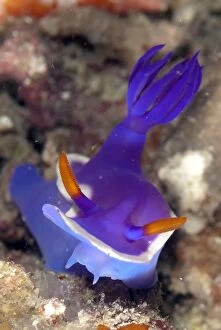 Images Dated 18th December 2008: Royal Hypseldoris Nudibranch showing mouthparts