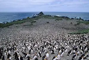 Communities Prints: Royal Penguin - colony, showing habitat Hurd point, Macquarie Island