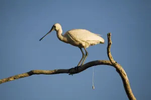 Images Dated 19th August 2006: Royal Spoonbill - defecating Inhabits wetlands both coastal and inland particularly in the north