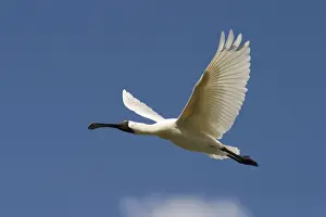 Spoonbills Prints: Royal Spoonbill In-flight apporaching nest site. Queensland, Australia