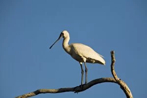 Images Dated 19th August 2006: Royal Spoonbill Inhabits wetlands both coastal and inland particularly in the north