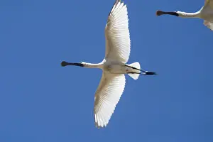 Juveniles Prints: Royal Spoonbill, juvenile - In flight - Found largely across the eastern half of Australia with a few reported