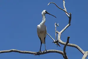 Spoonbills Prints: Royal Spoonbill - In tree- Found largely across the eastern half of Australia with a few reported from Western