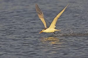Royal Tern catching fish in flight