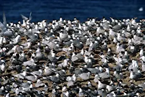 Royal Tern - colony