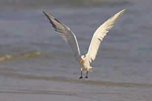 Images Dated 16th March 2006: Royal Tern coming in to land. Fort Myers Beach, florida, USA BI001685