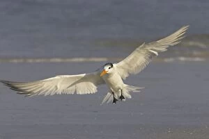 Royal Tern - in flight coming in to land