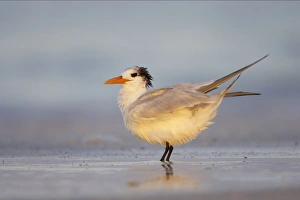 Images Dated 16th March 2006: Royal Tern. Fort Myers Beach, florida, USA BI001672