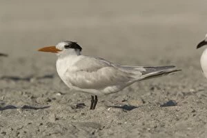 Royal Tern, non-breeding plumage