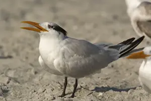 Royal tern, non-breeding plumage