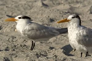 Royal Tern - non-breeding plumage on beach