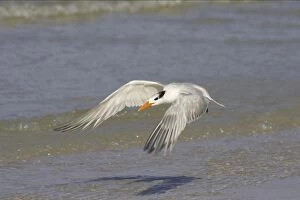 Images Dated 16th March 2006: Royal Tern taking off. Fort Myers Beach, florida, USA BI001694