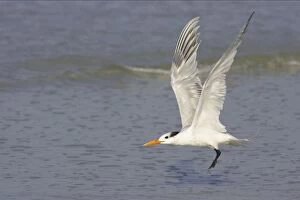 Images Dated 16th March 2006: Royal Tern taking off. Fort Myers Beach, florida, USA BI001689