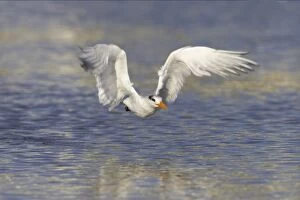 Images Dated 16th March 2006: Royal Tern taking off from water. Fort Myers Beach, florida, USA BI001670