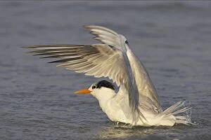 Images Dated 16th March 2006: Royal Tern washing. Fort Myers Beach, florida, USA BI001679